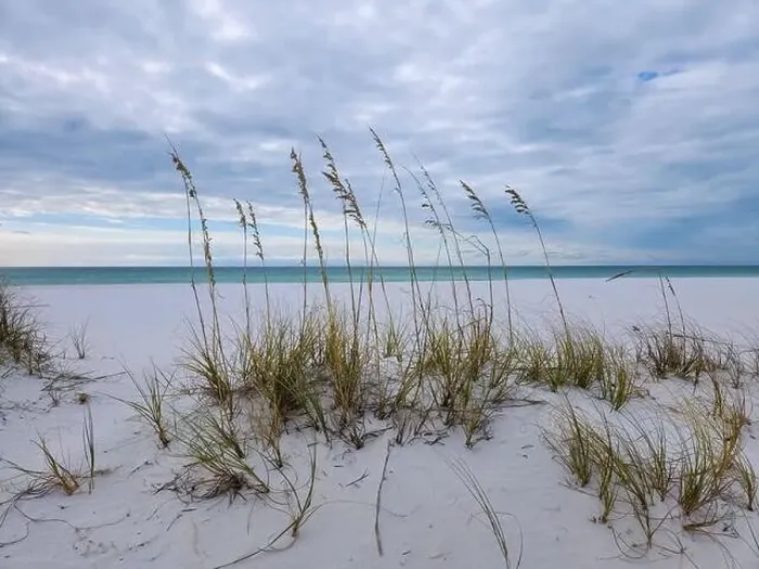 Framed Print : Sea Oats on the beach at Pensacola, Florida in October Framed Print : Sea Oats on the beach at Pensacola, Florida in October