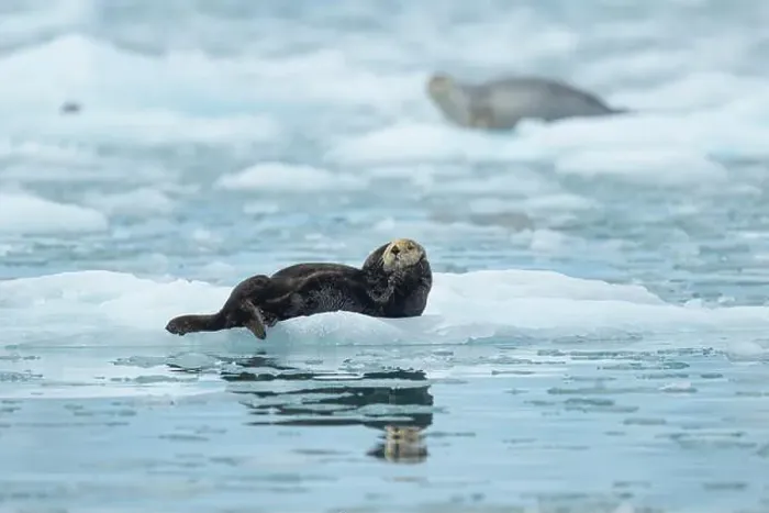 Framed Print : sea otter on ice with seal Framed Print : sea otter on ice with seal