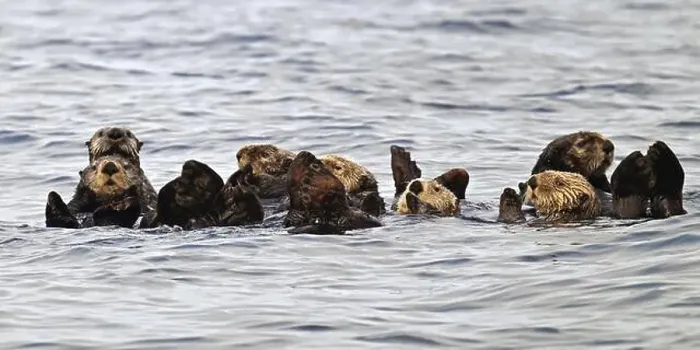 Framed Print : Several sea otters (Enhydra lutris) swimming on their backs in the Pacific Ocean, Vancouver Island Framed Print : Several sea otters (Enhydra lutris) swimming on their backs in the Pacific Ocean, Vancouver Island