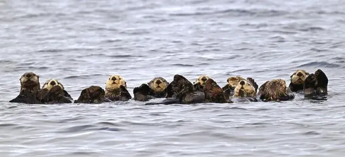Framed Print : Several sea otters (Enhydra lutris) swimming on their backs in the Pacific Ocean, Vancouver Island Framed Print : Several sea otters (Enhydra lutris) swimming on their backs in the Pacific Ocean, Vancouver Island