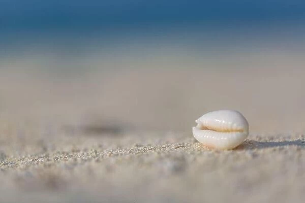 Sea shell on beach over seascape background. Peaceful beach closeup scenery
