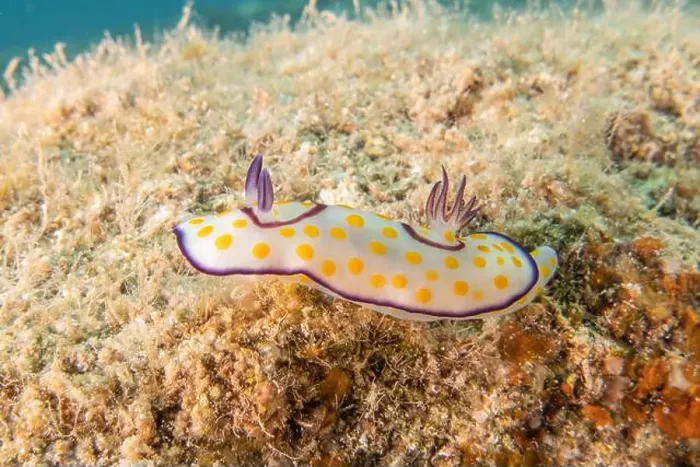 Framed Print : Sea Slug in the Red Sea Colorful and beautiful, Eilat Israel