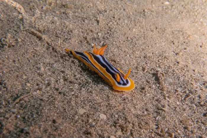 Framed Print : Sea Slug in the Red Sea Colorful and beautiful, Eilat Israel Framed Print : Sea Slug in the Red Sea Colorful and beautiful, Eilat Israel