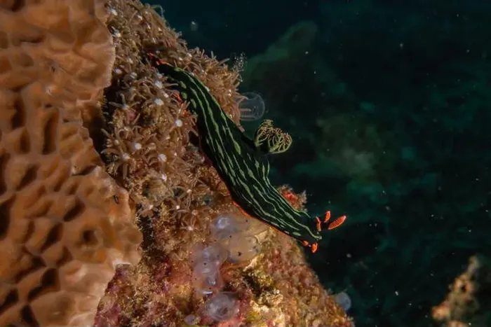 Framed Print : Sea slug in the Sea of the Philippines
