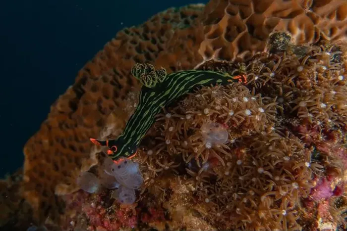 Framed Print : Sea slug in the Sea of the Philippines Framed Print : Sea slug in the Sea of the Philippines