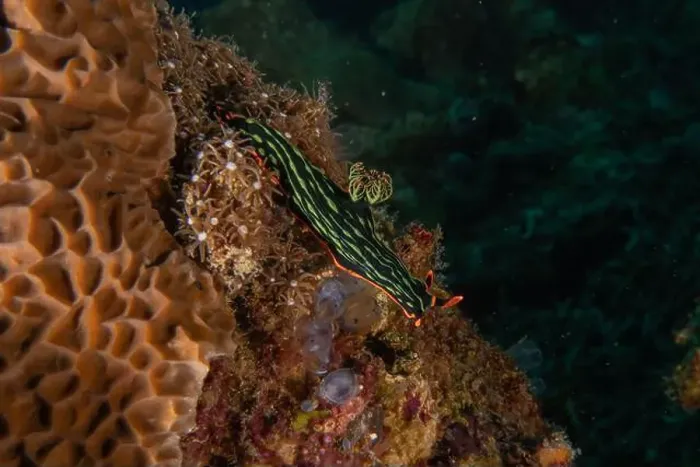 Framed Print : Sea slug in the Sea of the Philippines