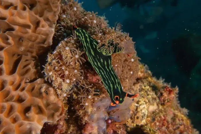 Framed Print : Sea slug in the Sea of the Philippines