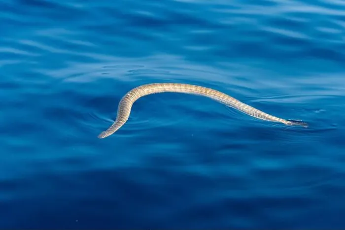 Framed Print : Sea snake breatihng at the surface. Trincomalee, Eastern Province, Sri Lanka, Bay of Bengal, Indian Ocean