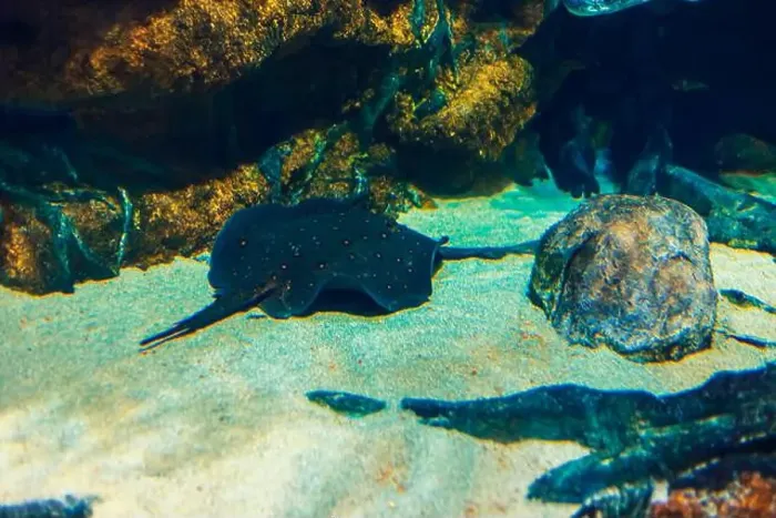 Framed Print : Sea stingray in its natural habitat. Oceanarium, wildlife, colorful underwater world, natural background Framed Print : Sea stingray in its natural habitat. Oceanarium, wildlife, colorful underwater world, natural background