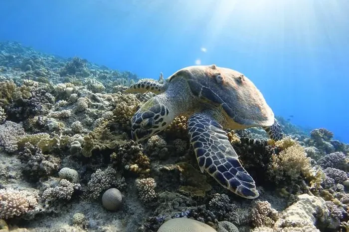 Framed Print : Sea turtle on a colorful coral reef at sunlight Framed Print : Sea turtle on a colorful coral reef at sunlight