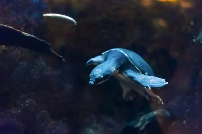 Framed Print : Sea turtle in its natural habitat. Oceanarium, wildlife, colorful underwater world, natural background Framed Print : Sea turtle in its natural habitat. Oceanarium, wildlife, colorful underwater world, natural background