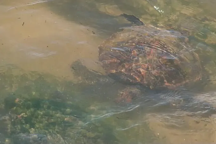 Framed Print : Sea turtle swimming on the edge of a beach in Santa Catarina in Brazil, turtle in the water, Cheloniidae