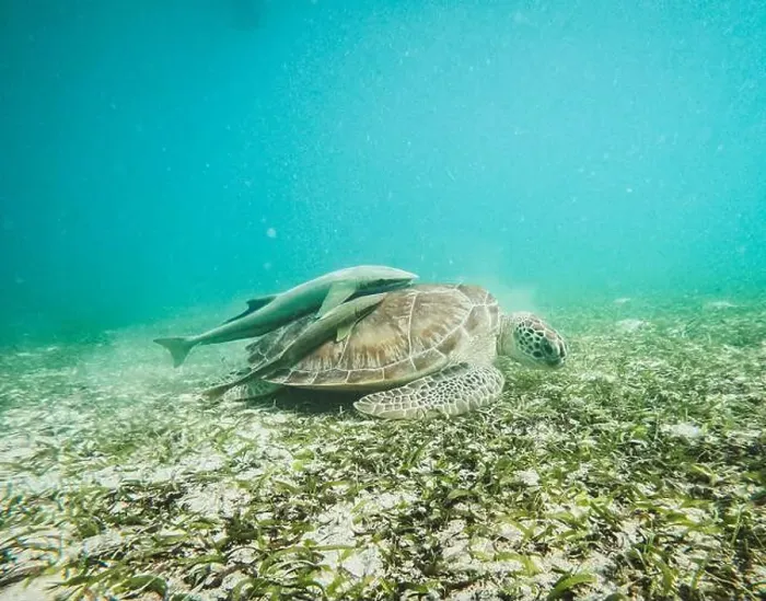 Framed Print : Sea turtle swims along grass bed in Caribbean Sea Framed Print : Sea turtle swims along grass bed in Caribbean Sea