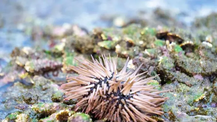 Framed Print : Sea urchin (Landak laut, bulu babi). About 950 species of sea urchin are distributed on the seabeds of every ocean Framed Print : Sea urchin (Landak laut, bulu babi). About 950 species of sea urchin are distributed on the seabeds of every ocean