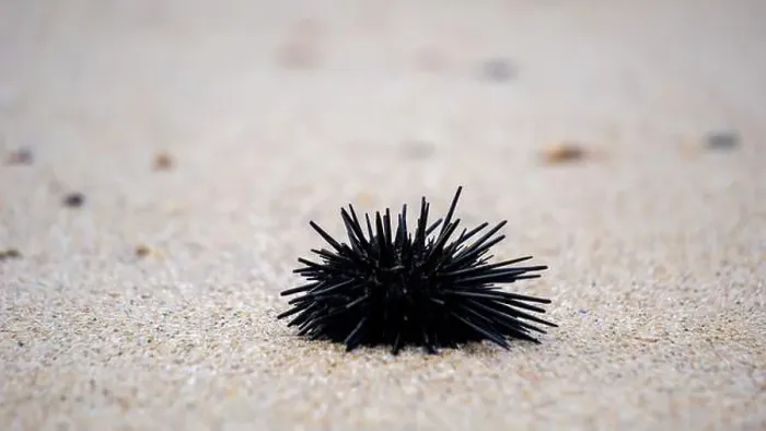 Framed Print : Sea urchin (Landak laut, bulu babi). About 950 species of sea urchin are distributed on the seabeds of every ocean Framed Print : Sea urchin (Landak laut, bulu babi). About 950 species of sea urchin are distributed on the seabeds of every ocean