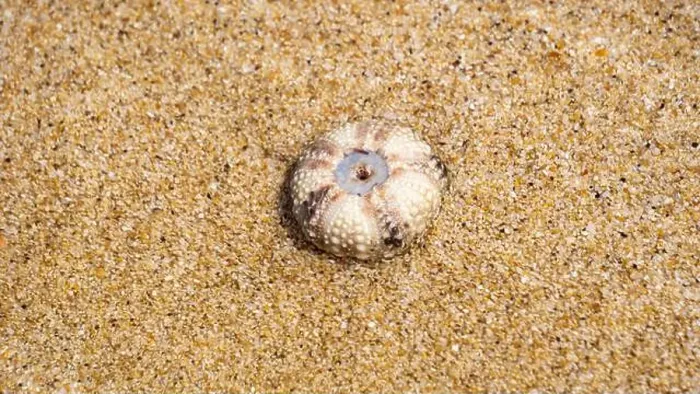 Framed Print : Sea urchin (Landak laut, bulu babi). About 950 species of sea urchin are distributed on the seabeds of every ocean Framed Print : Sea urchin (Landak laut, bulu babi). About 950 species of sea urchin are distributed on the seabeds of every ocean