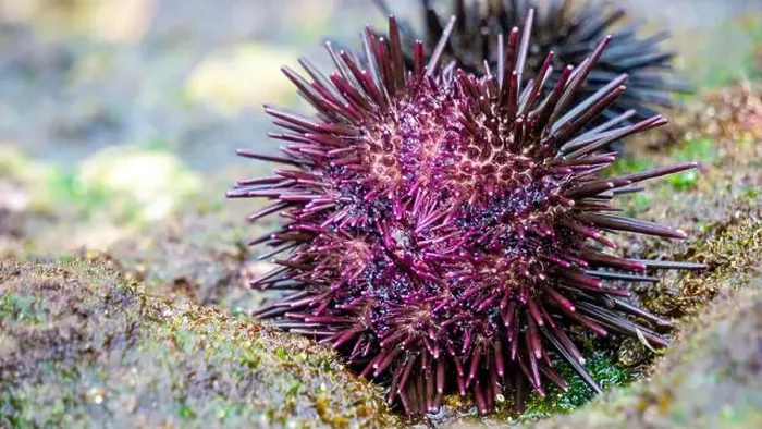 Framed Print : Sea urchin (Landak laut, bulu babi). About 950 species of sea urchin are distributed on the seabeds of every ocean Framed Print : Sea urchin (Landak laut, bulu babi). About 950 species of sea urchin are distributed on the seabeds of every ocean