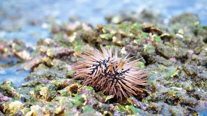Framed Print : Sea urchin (Landak laut, bulu babi). About 950 species of sea urchin are distributed on the seabeds of every ocean Framed Print : Sea urchin (Landak laut, bulu babi). About 950 species of sea urchin are distributed on the seabeds of every ocean