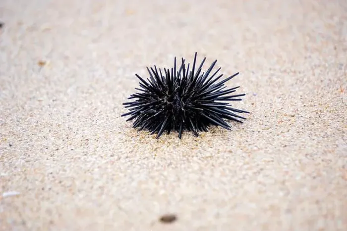 Framed Print : Sea urchin (Landak laut, bulu babi). About 950 species of sea urchin are distributed on the seabeds of every ocean Framed Print : Sea urchin (Landak laut, bulu babi). About 950 species of sea urchin are distributed on the seabeds of every ocean