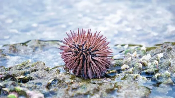 Framed Print : Sea urchin (Landak laut, bulu babi). About 950 species of sea urchin are distributed on the seabeds of every ocean Framed Print : Sea urchin (Landak laut, bulu babi). About 950 species of sea urchin are distributed on the seabeds of every ocean