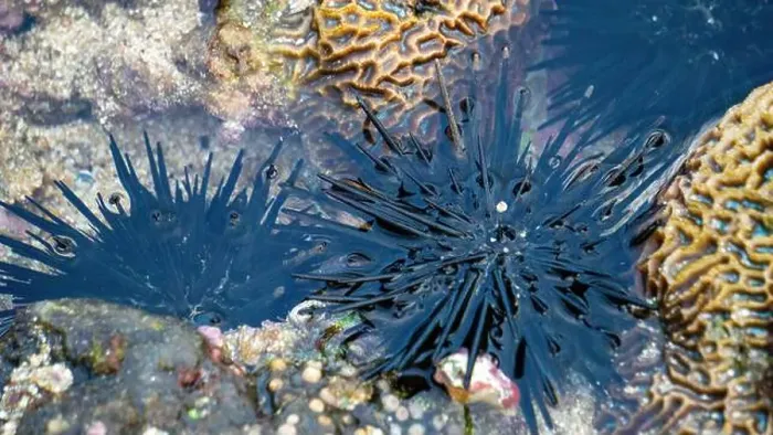 Framed Print : Sea urchin (Landak laut, bulu babi). About 950 species of sea urchin are distributed on the seabeds of every ocean Framed Print : Sea urchin (Landak laut, bulu babi). About 950 species of sea urchin are distributed on the seabeds of every ocean