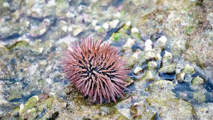 Framed Print : Sea urchin (Landak laut, bulu babi). About 950 species of sea urchin are distributed on the seabeds of every ocean Framed Print : Sea urchin (Landak laut, bulu babi). About 950 species of sea urchin are distributed on the seabeds of every ocean