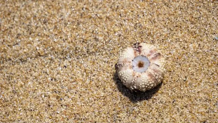 Framed Print : Sea urchin (Landak laut, bulu babi). About 950 species of sea urchin are distributed on the seabeds of every ocean Framed Print : Sea urchin (Landak laut, bulu babi). About 950 species of sea urchin are distributed on the seabeds of every ocean