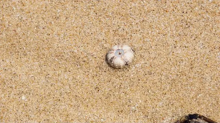 Framed Print : Sea urchin (Landak laut, bulu babi). About 950 species of sea urchin are distributed on the seabeds of every ocean Framed Print : Sea urchin (Landak laut, bulu babi). About 950 species of sea urchin are distributed on the seabeds of every ocean