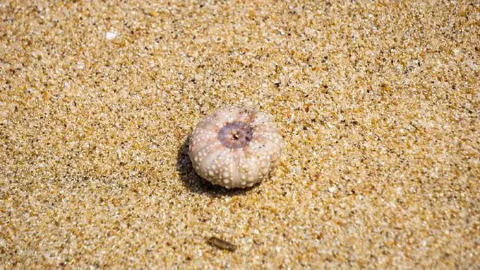 Framed Print : Sea urchin (Landak laut, bulu babi). About 950 species of sea urchin are distributed on the seabeds of every ocean Framed Print : Sea urchin (Landak laut, bulu babi). About 950 species of sea urchin are distributed on the seabeds of every ocean