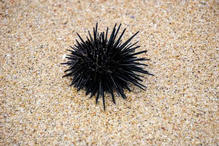 Framed Print : Sea urchin (Landak laut, bulu babi). About 950 species of sea urchin are distributed on the seabeds of every ocean Framed Print : Sea urchin (Landak laut, bulu babi). About 950 species of sea urchin are distributed on the seabeds of every ocean