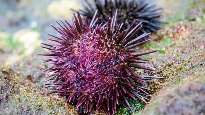 Framed Print : Sea urchin (Landak laut, bulu babi). About 950 species of sea urchin are distributed on the seabeds of every ocean Framed Print : Sea urchin (Landak laut, bulu babi). About 950 species of sea urchin are distributed on the seabeds of every ocean
