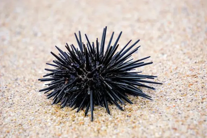 Framed Print : Sea urchin (Landak laut, bulu babi). About 950 species of sea urchin are distributed on the seabeds of every ocean Framed Print : Sea urchin (Landak laut, bulu babi). About 950 species of sea urchin are distributed on the seabeds of every ocean