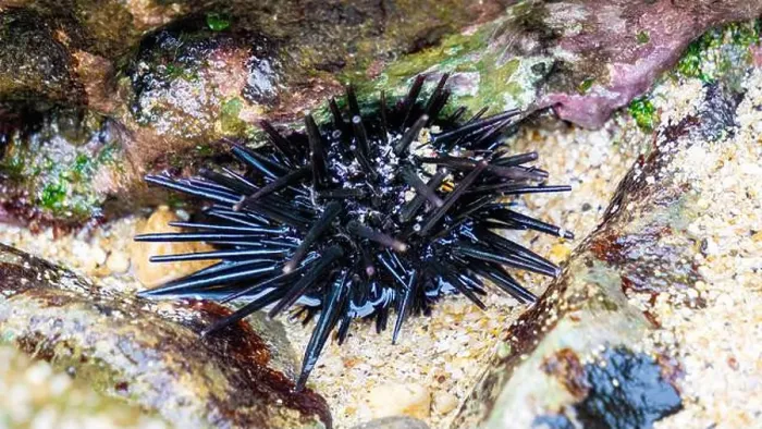 Framed Print : Sea urchin (Landak laut, bulu babi). About 950 species of sea urchin are distributed on the seabeds of every ocean Framed Print : Sea urchin (Landak laut, bulu babi). About 950 species of sea urchin are distributed on the seabeds of every ocean