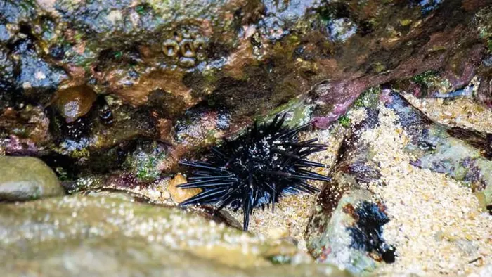 Framed Print : Sea urchin (Landak laut, bulu babi). About 950 species of sea urchin are distributed on the seabeds of every ocean Framed Print : Sea urchin (Landak laut, bulu babi). About 950 species of sea urchin are distributed on the seabeds of every ocean