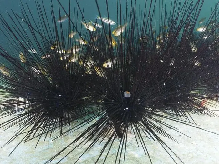 Framed Print : Sea urchin with long black spines Framed Print : Sea urchin with long black spines