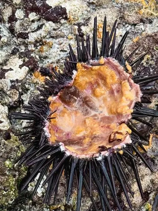 Framed Print : Sea urchin reveals its vibrant colors while resting on rocky shoreline at Socotra during a sunny day Framed Print : Sea urchin reveals its vibrant colors while resting on rocky shoreline at Socotra during a sunny day
