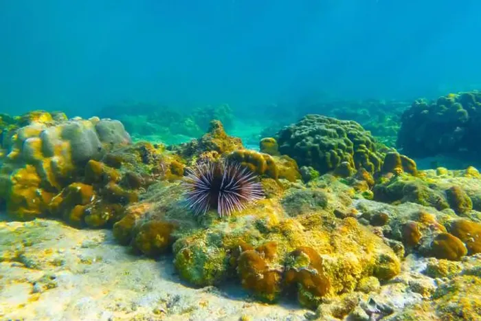 Framed Print : Several sea urchins with white
