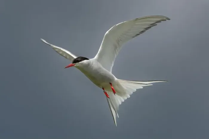 Framed Print : Seabird Species Arctic Tern (Sterna Paradisaea) Framed Print : Seabird Species Arctic Tern (Sterna Paradisaea)