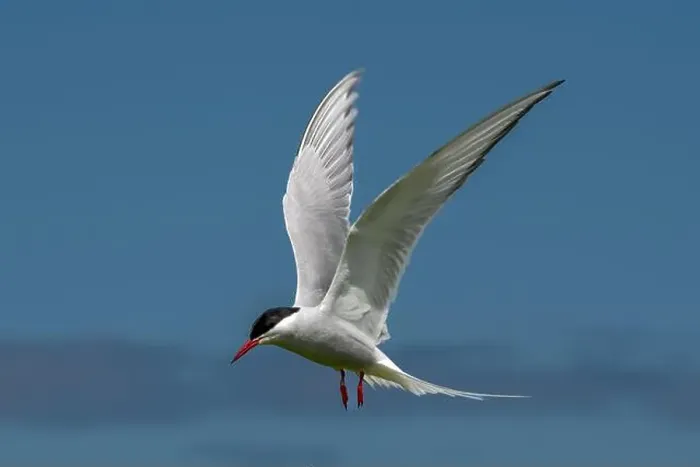Framed Print : Seabird Species Arctic Tern (Sterna Paradisaea) Framed Print : Seabird Species Arctic Tern (Sterna Paradisaea)