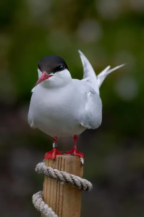 Framed Print : Seabird Species Arctic Tern (Sterna Paradisaea) On The Isle Of May In The Firth Of Forth Near Anstruther In Scotland Framed Print : Seabird Species Arctic Tern (Sterna Paradisaea) On The Isle Of May In The Firth Of Forth Near Anstruther In Scotland