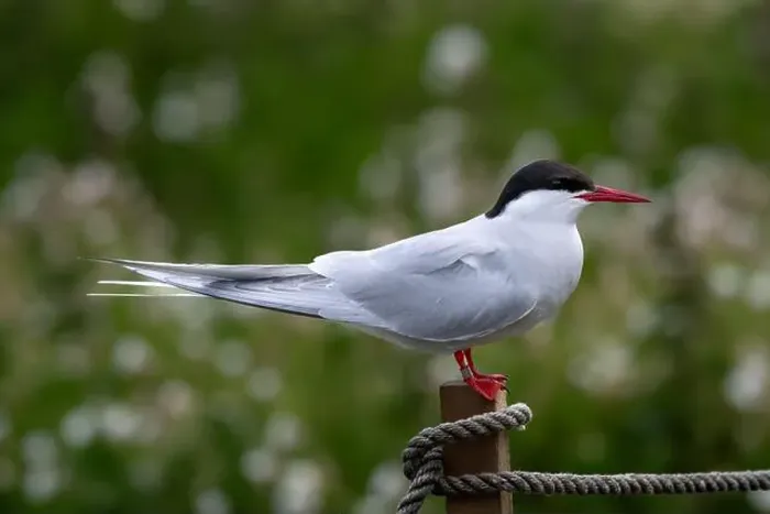 Framed Print : Seabird Species Arctic Tern (Sterna Paradisaea) On The Isle Of May In The Firth Of Forth Near Anstruther In Scotland Framed Print : Seabird Species Arctic Tern (Sterna Paradisaea) On The Isle Of May In The Firth Of Forth Near Anstruther In Scotland