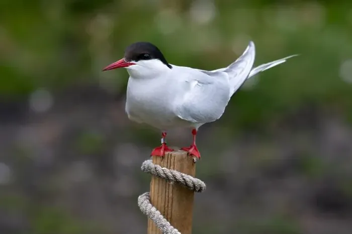 Framed Print : Seabird Species Arctic Tern (Sterna Paradisaea) On The Isle Of May In The Firth Of Forth Near Anstruther In Scotland Framed Print : Seabird Species Arctic Tern (Sterna Paradisaea) On The Isle Of May In The Firth Of Forth Near Anstruther In Scotland
