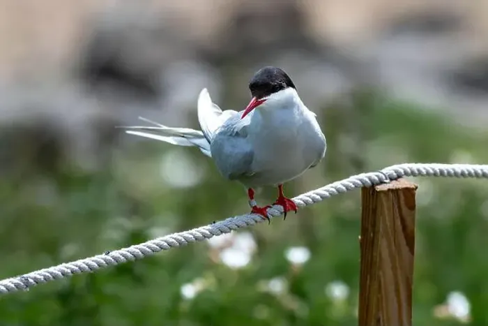 Framed Print : Seabird Species Arctic Tern (Sterna Paradisaea) On The Isle Of May In The Firth Of Forth Near Anstruther In Scotland Framed Print : Seabird Species Arctic Tern (Sterna Paradisaea) On The Isle Of May In The Firth Of Forth Near Anstruther In Scotland
