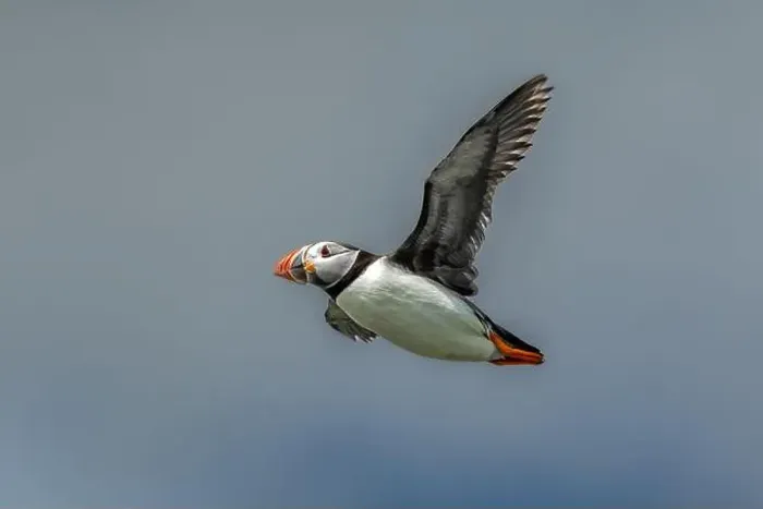 Framed Print : Seabird Species Atlantic Puffin (Fratercula arctica) Framed Print : Seabird Species Atlantic Puffin (Fratercula arctica)