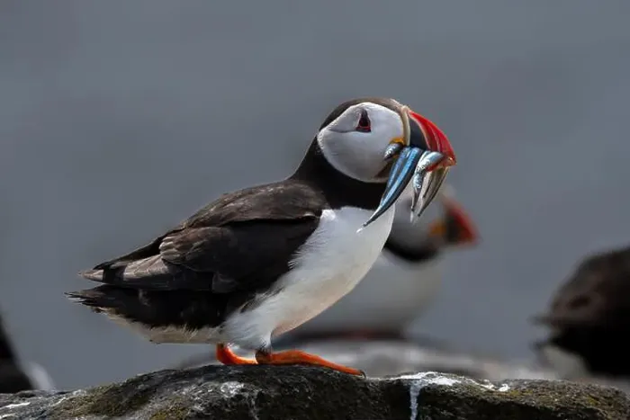 Framed Print : Seabird Species Atlantic Puffin (Fratercula arctica) Framed Print : Seabird Species Atlantic Puffin (Fratercula arctica)