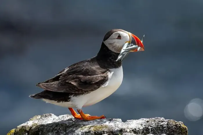 Framed Print : Seabird Species Atlantic Puffin (Fratercula arctica) Framed Print : Seabird Species Atlantic Puffin (Fratercula arctica)