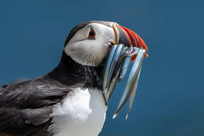 Framed Print : Seabird Species Atlantic Puffin (Fratercula arctica) Framed Print : Seabird Species Atlantic Puffin (Fratercula arctica)