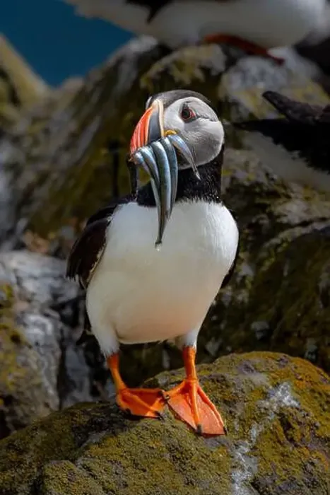 Framed Print : Seabird Species Atlantic Puffin (Fratercula arctica) Framed Print : Seabird Species Atlantic Puffin (Fratercula arctica)