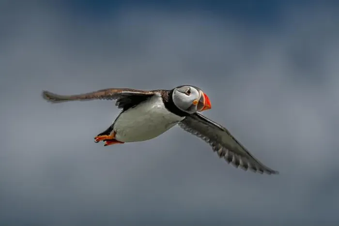 Framed Print : Seabird Species Atlantic Puffin (Fratercula arctica) Framed Print : Seabird Species Atlantic Puffin (Fratercula arctica)