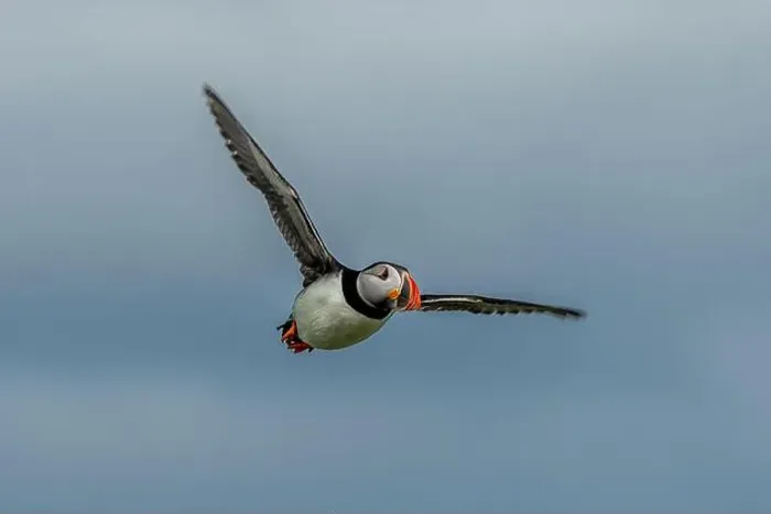 Framed Print : Seabird Species Atlantic Puffin (Fratercula arctica) Framed Print : Seabird Species Atlantic Puffin (Fratercula arctica)